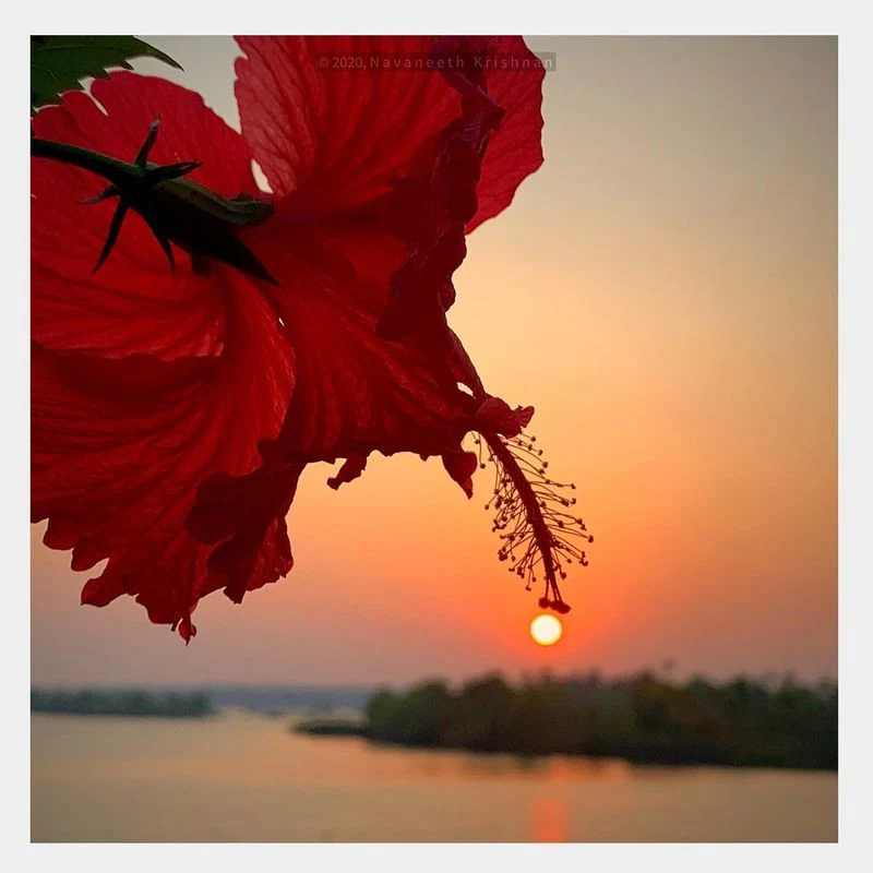 Hibiscus