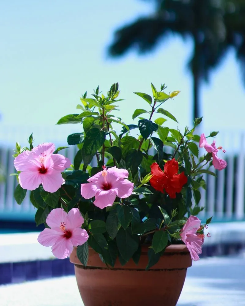 Hibiscus