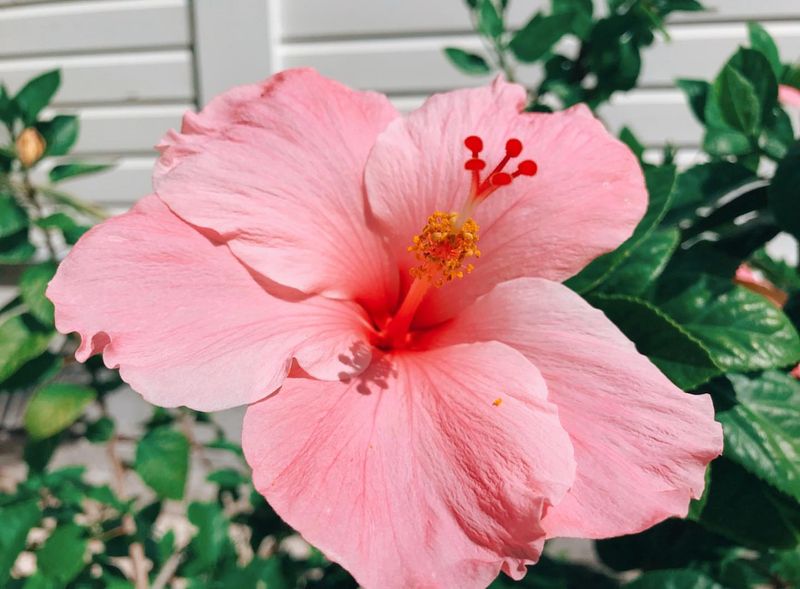 Hibiscus