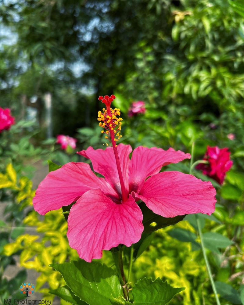 Hibiscus