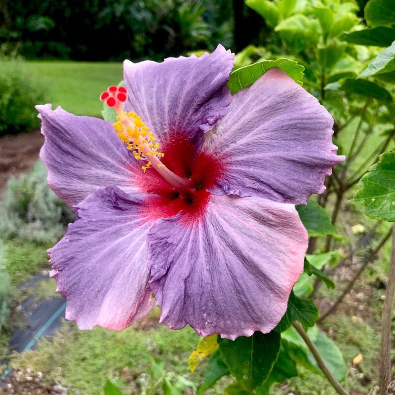 Hibiscus