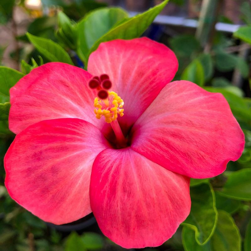 Hibiscus