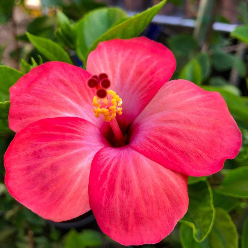Hibiscus