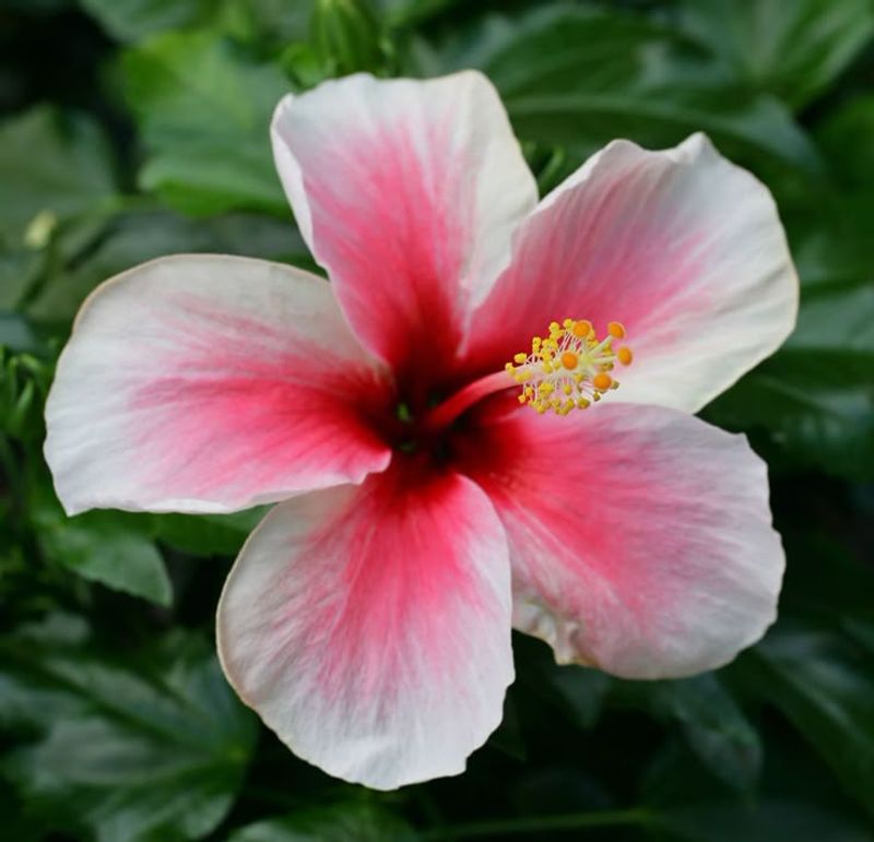 Hibiscus