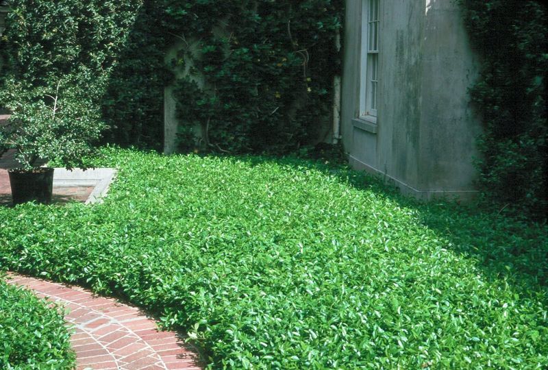High-Maintenance Lawns