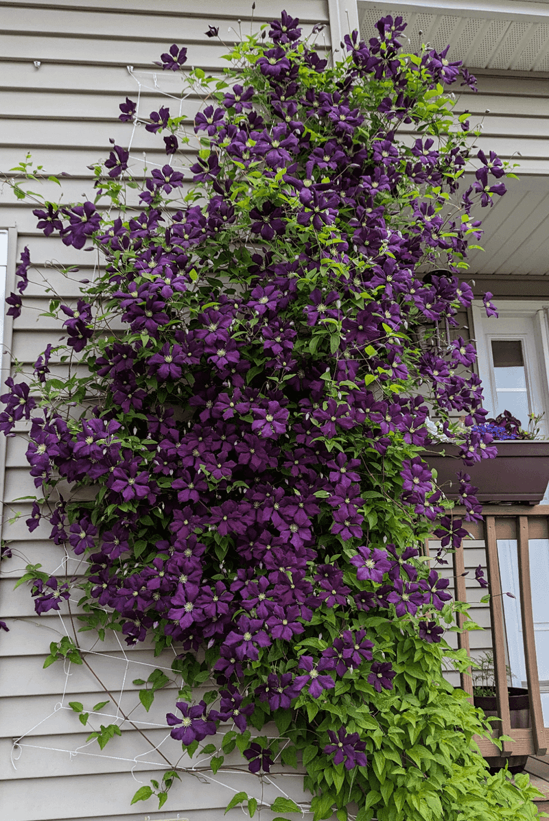 Clematis with Frequent Deadheading