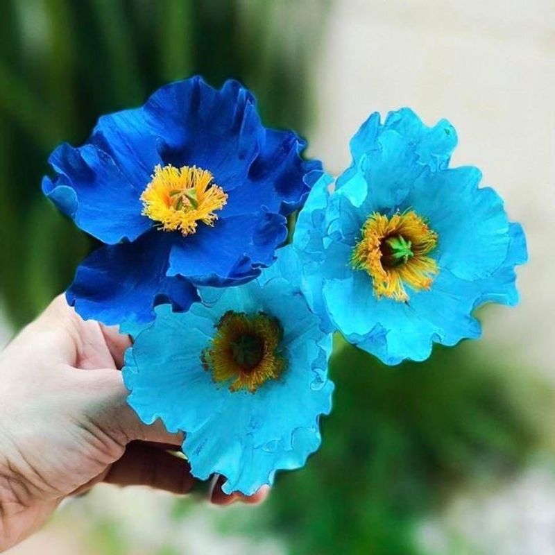 Himalayan Blue Poppy