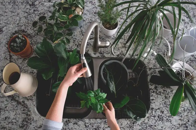 Hire a Plant Sitter