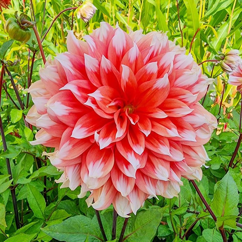Holland's Dahlia Days