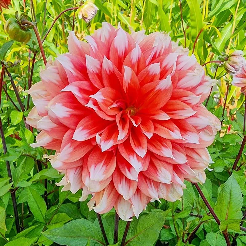 Holland's Dahlia Days