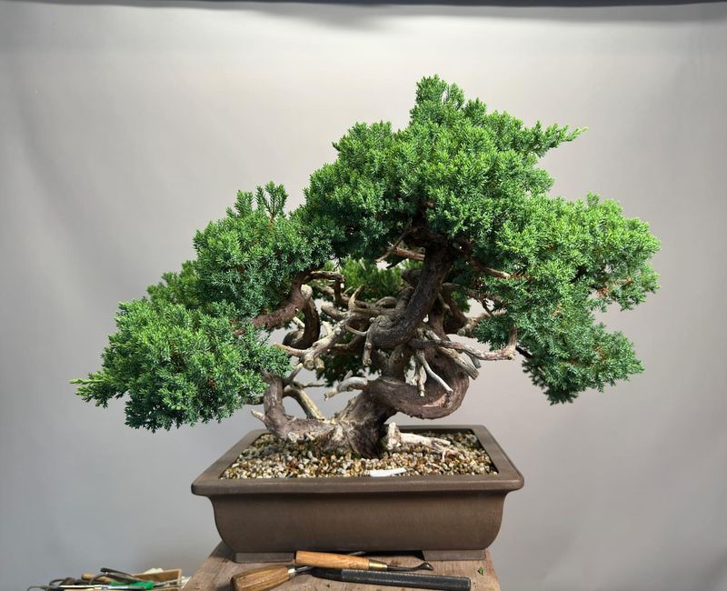 Chinese Juniper