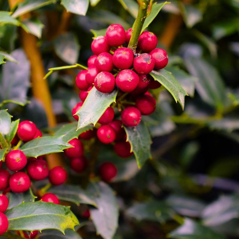 Holly