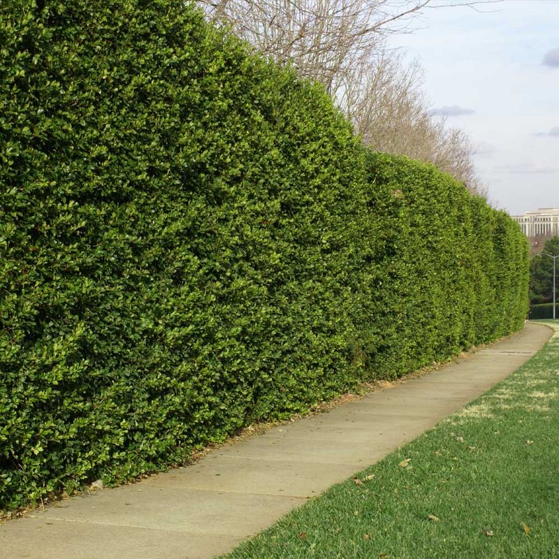 Holly Hedge