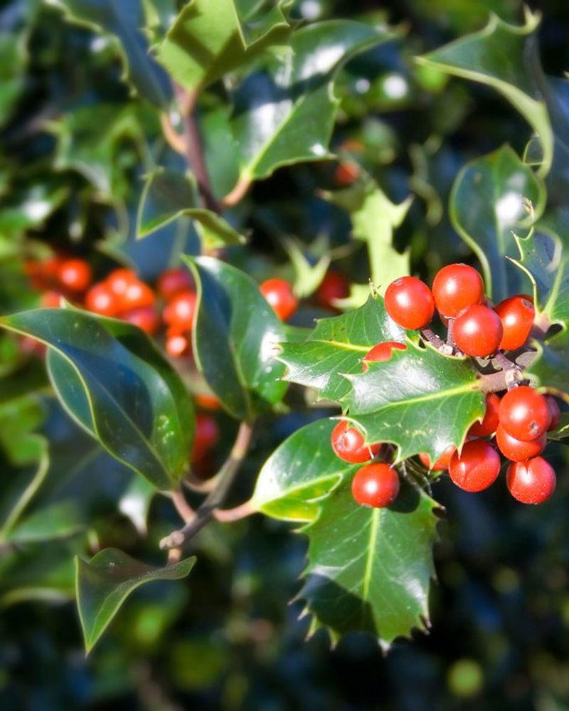 Holly