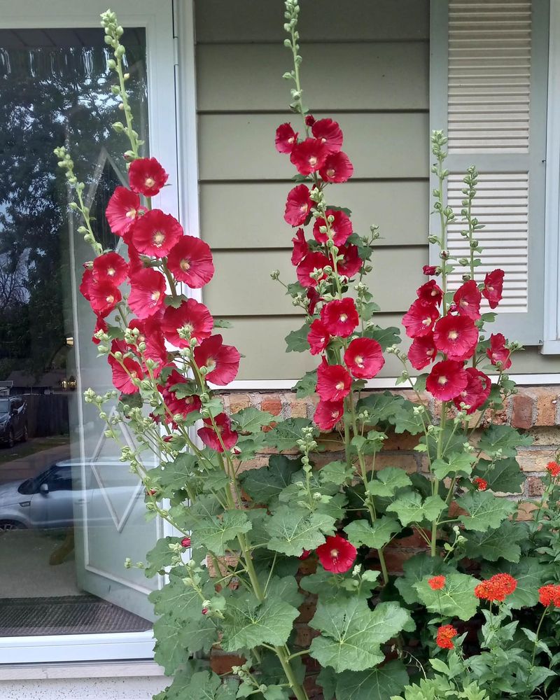 Hollyhock