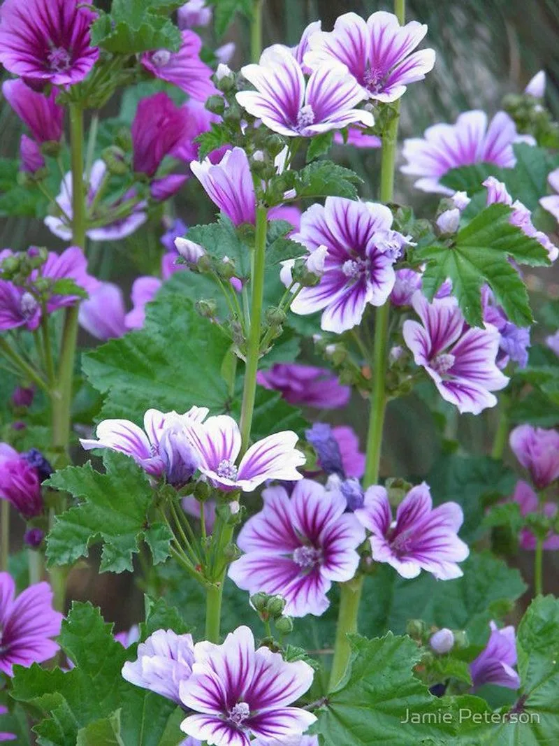 Hollyhock