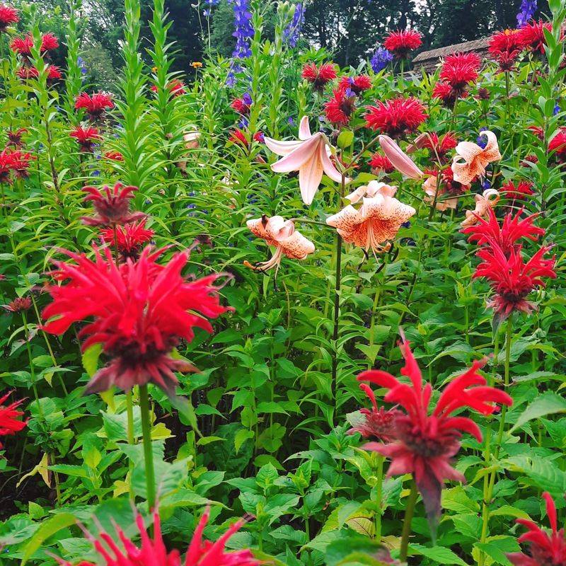 Hollyhocks and Bee Balm