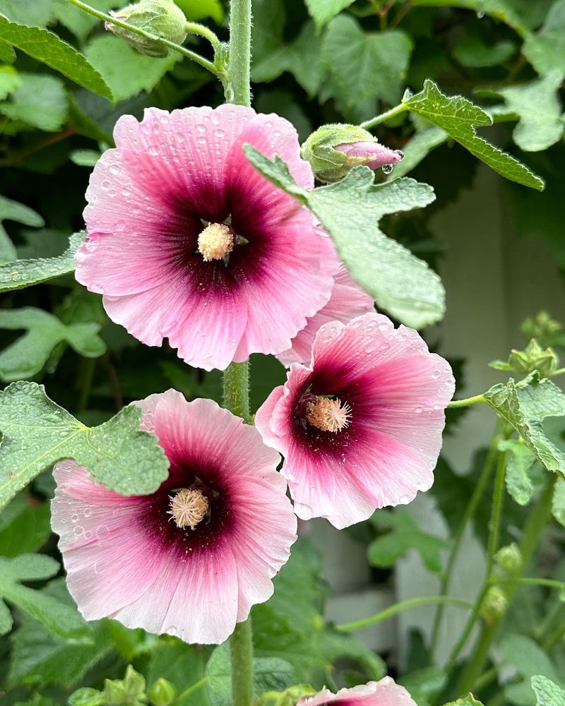 Hollyhocks