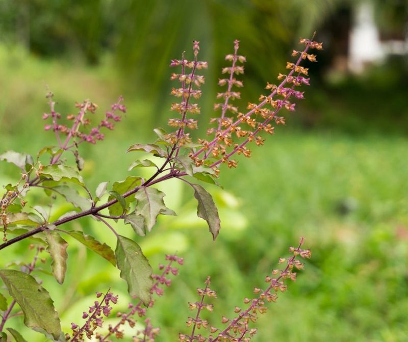 Holy Basil (Tulsi)