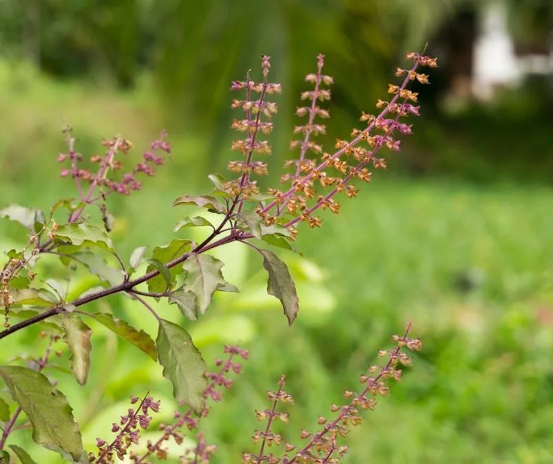 Holy Basil (Tulsi)