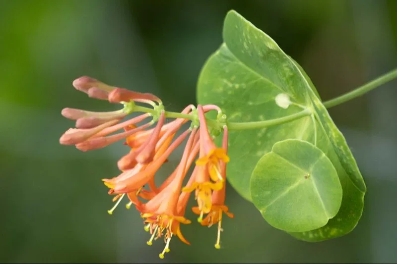 Honeysuckle