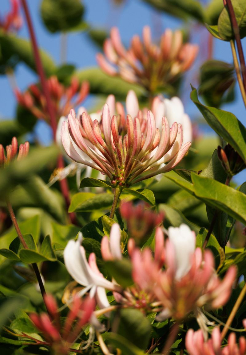 Honeysuckle