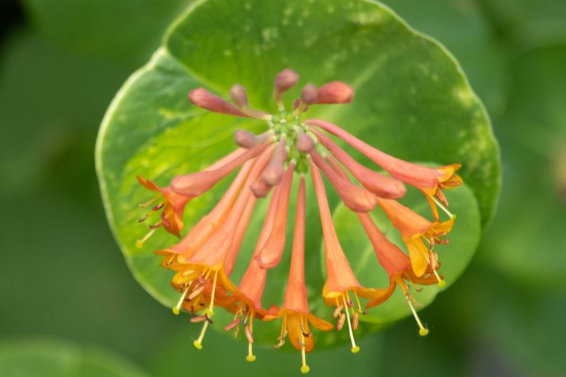 Honeysuckle