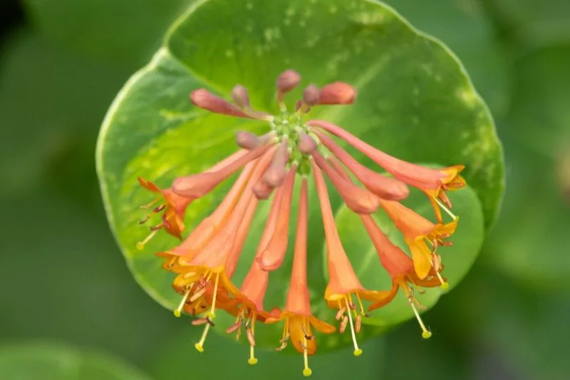 Honeysuckle