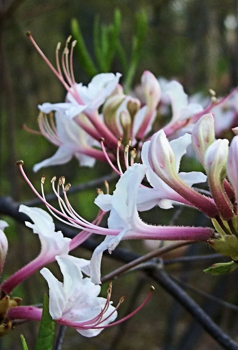 Honeysuckle