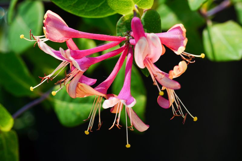 Honeysuckle