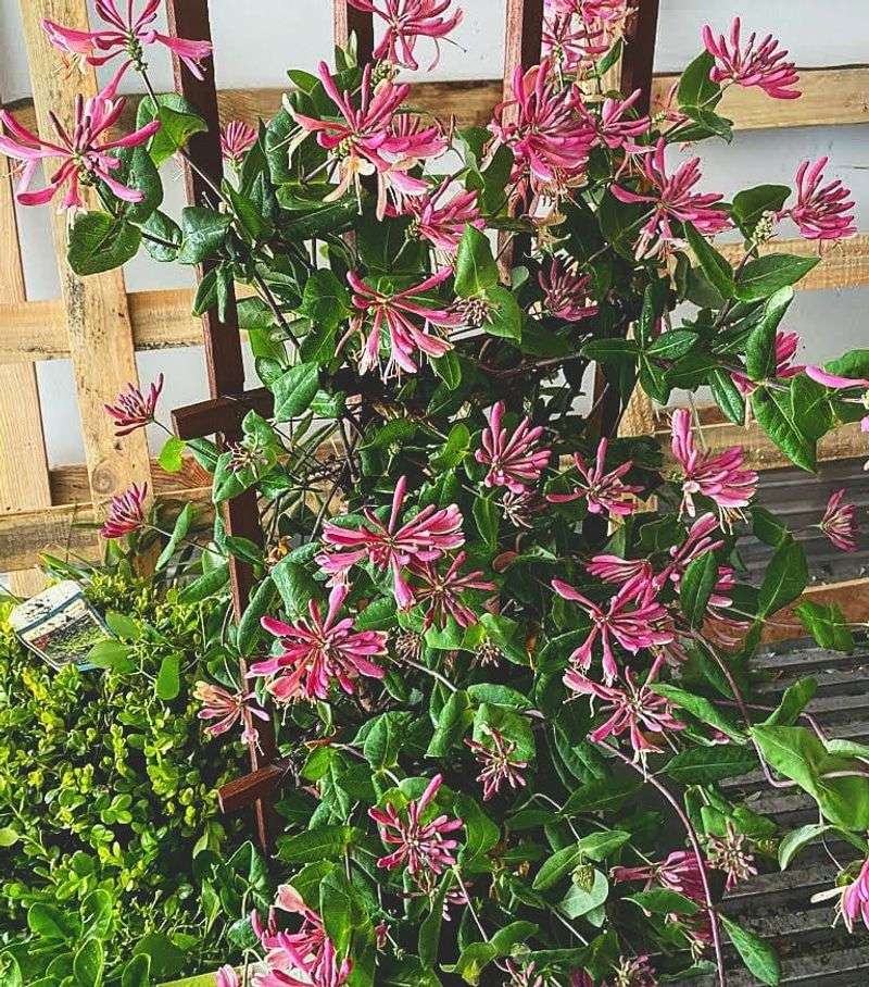 Honeysuckle