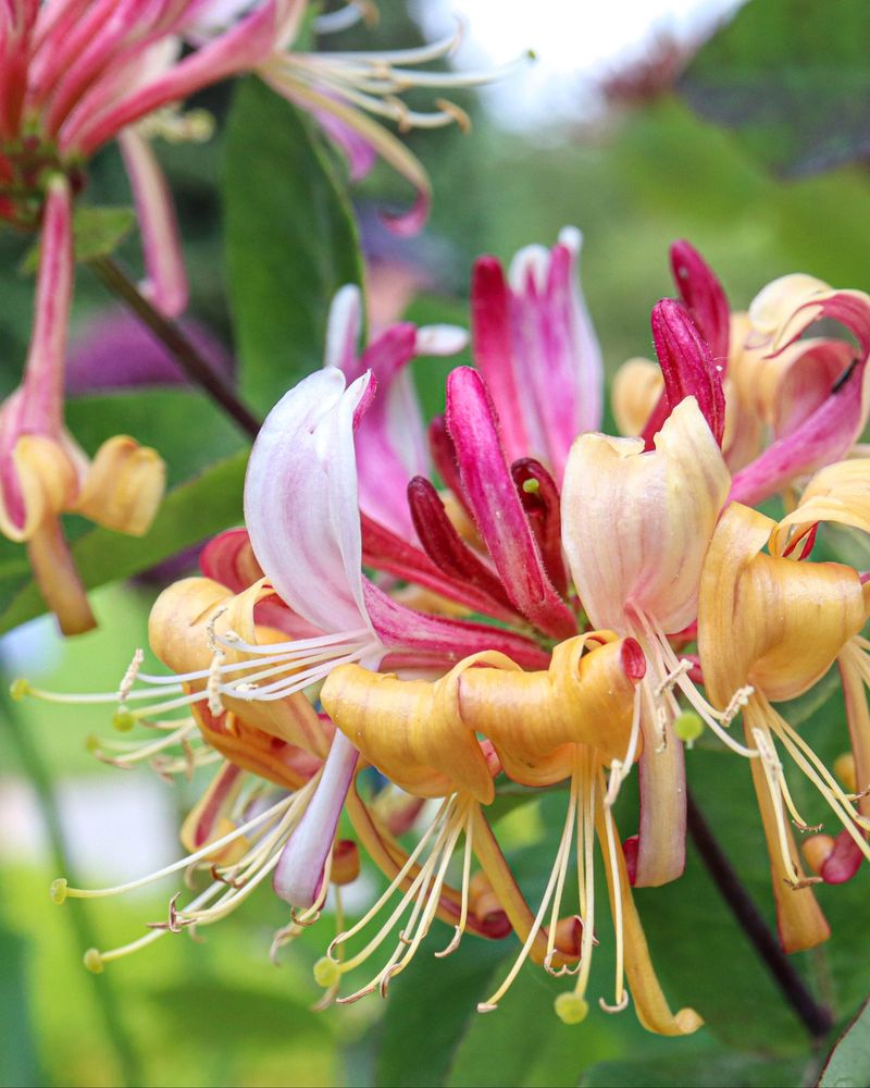 Honeysuckle
