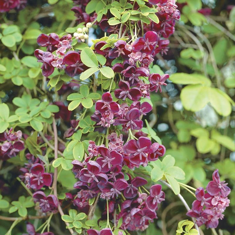Chocolate Vine (Akebia quinata)