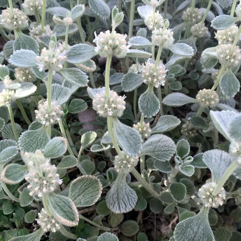 Horehound
