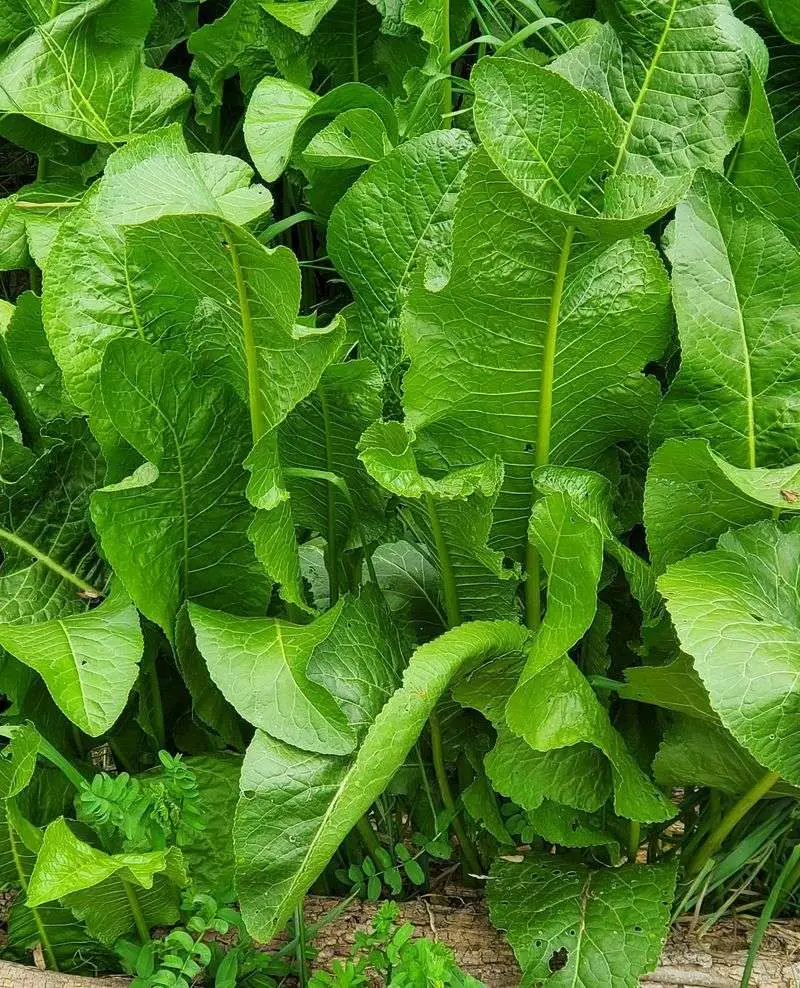Horseradish
