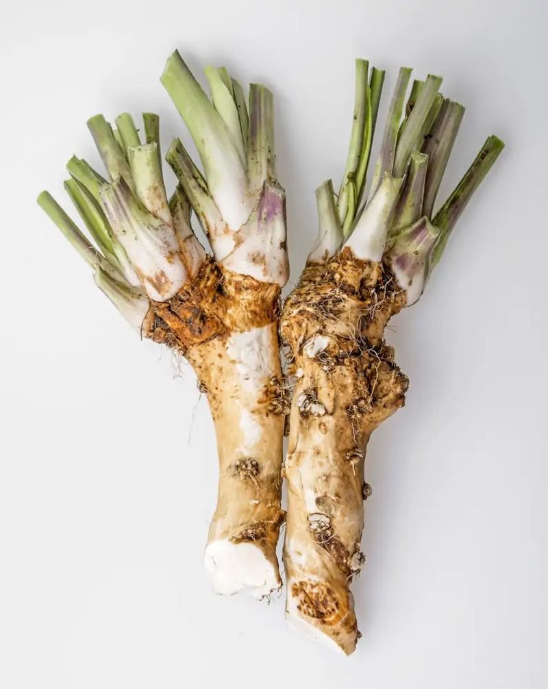 Horseradish