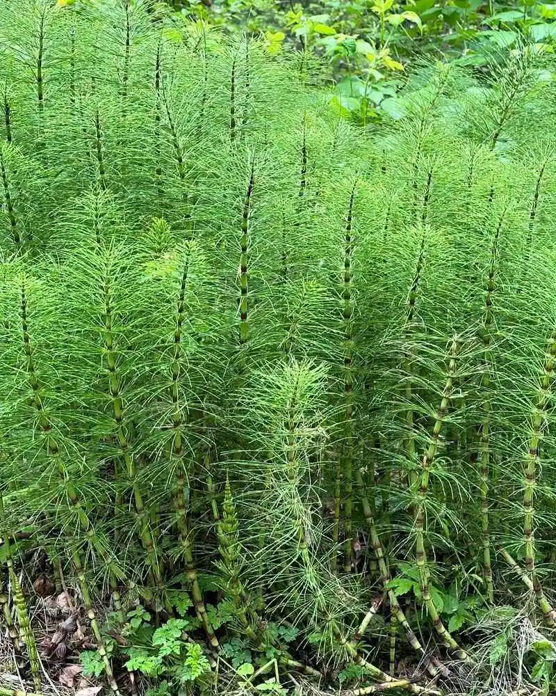Horsetail (Equisetum)
