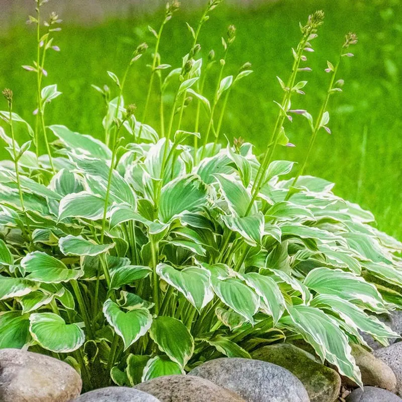 Hosta