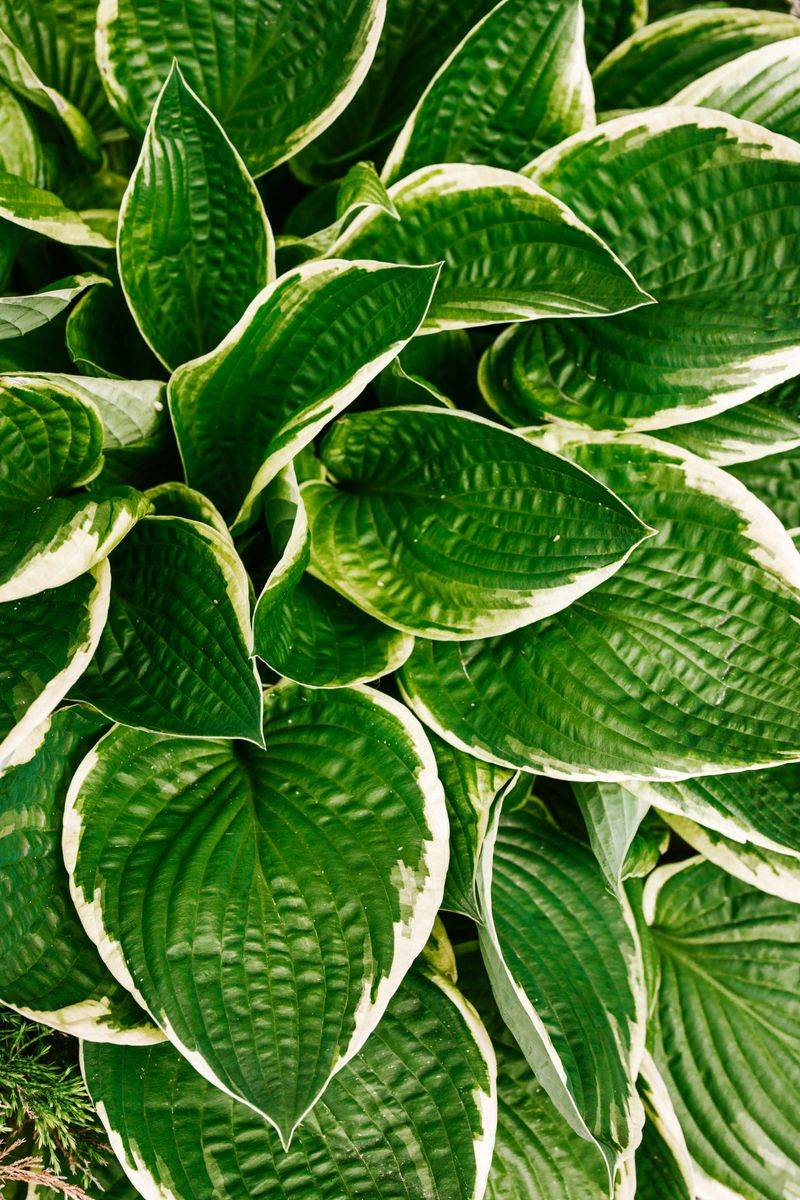 Hosta