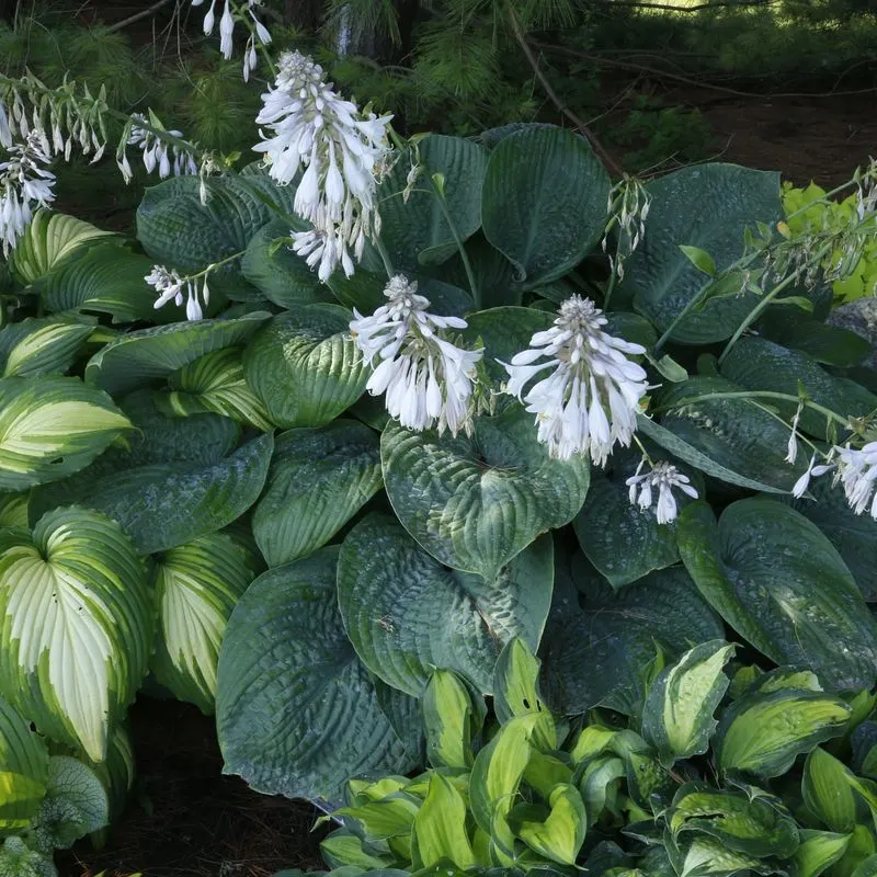 Hosta