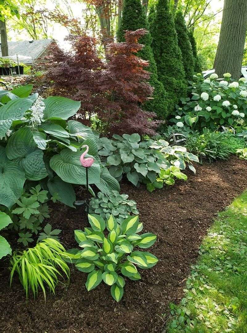 Hosta