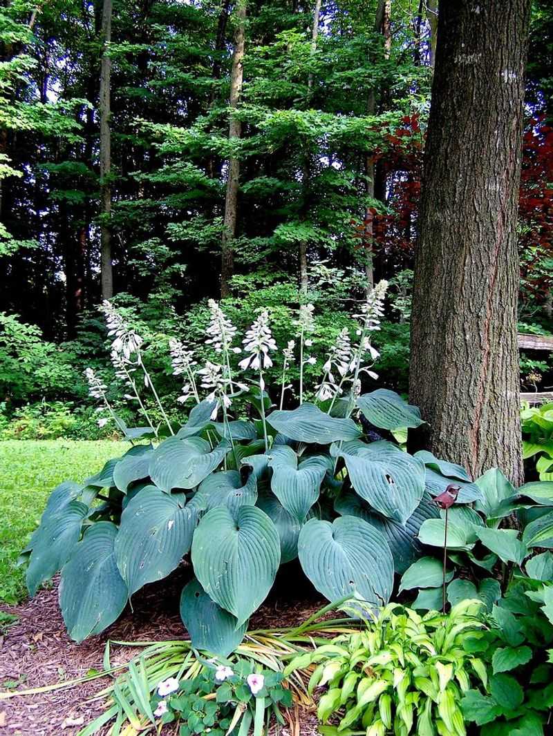 Hosta