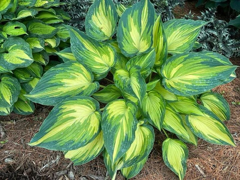 Hosta