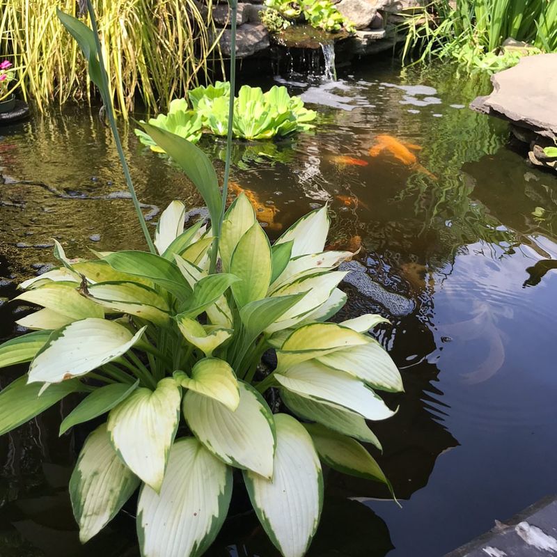 Hosta
