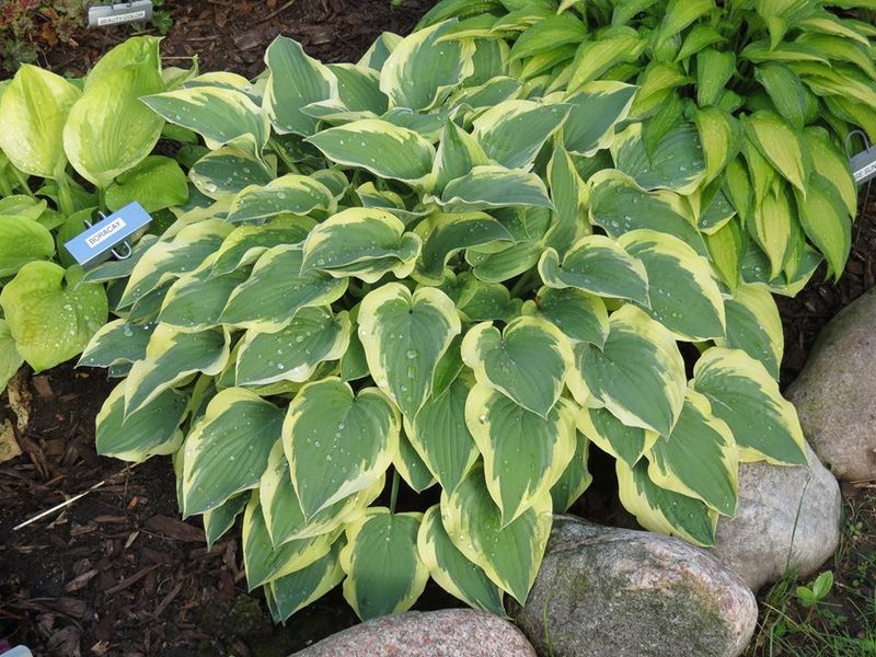 Hosta