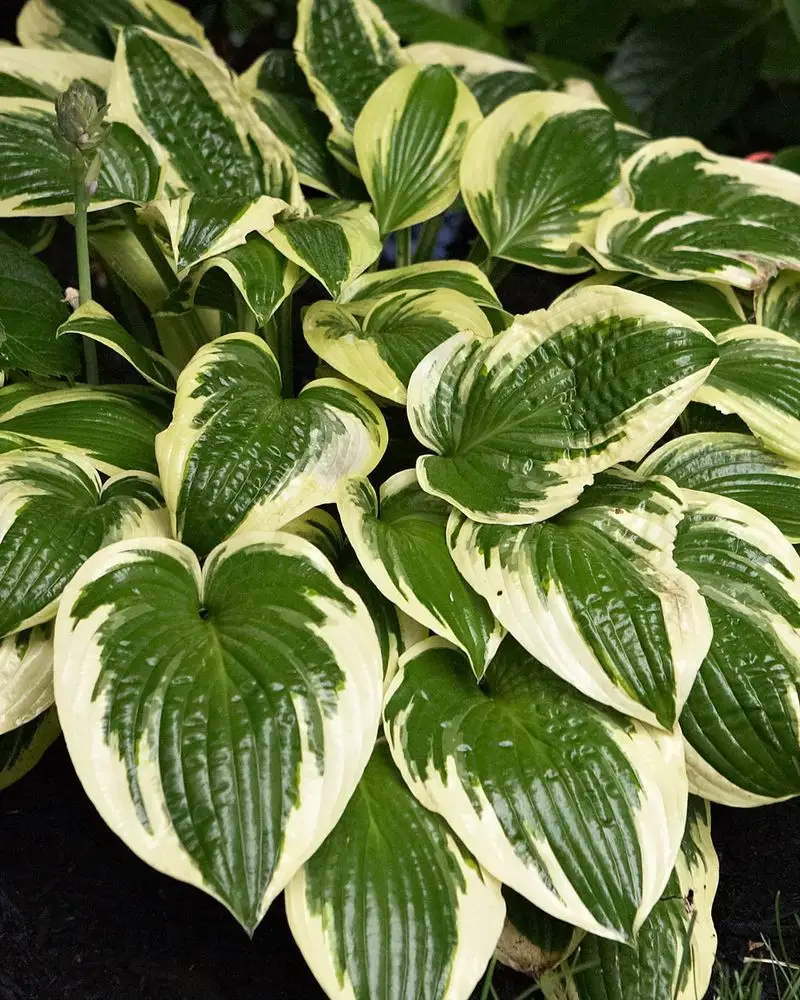 Hosta (Hosta spp.)