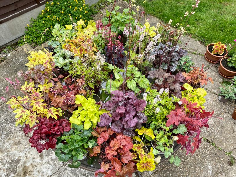 Coral Bells (Heuchera)
