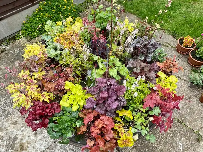 Coral Bells (Heuchera)