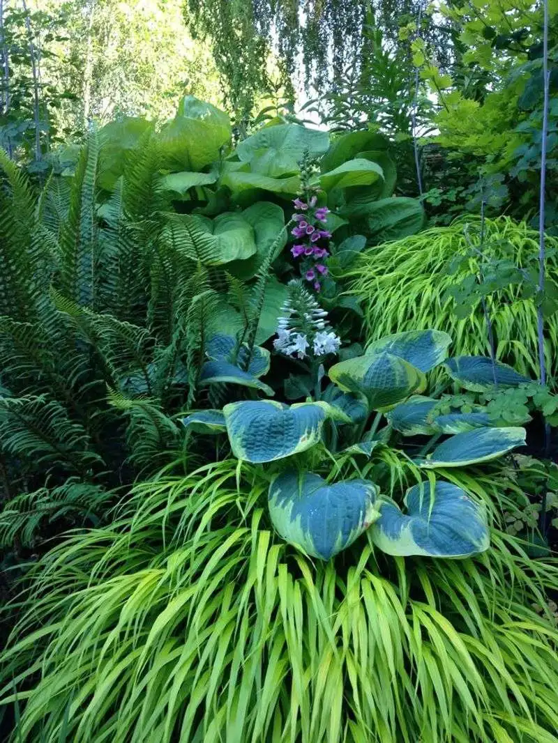 Hostas