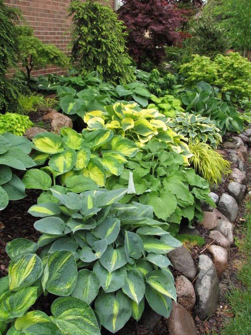Hostas (Repel)